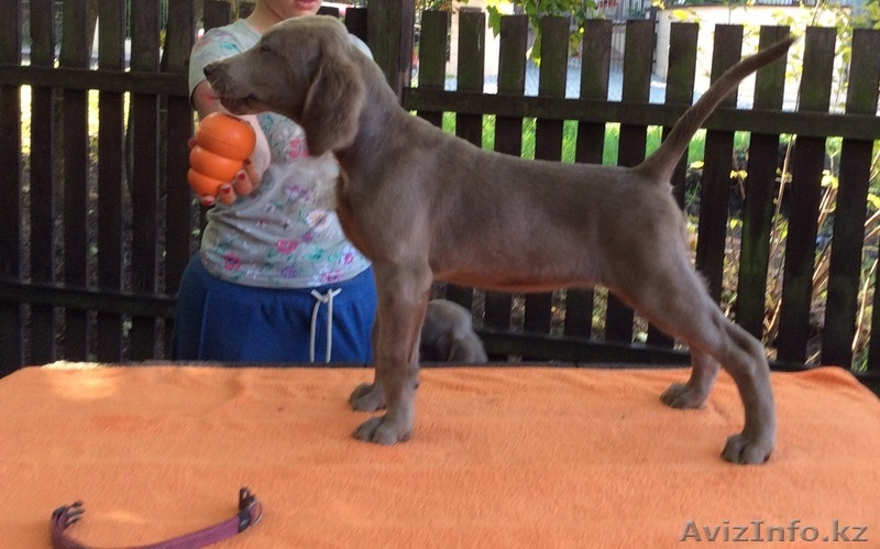 Длинношерстные Веймаранеры  - Изображение #2, Объявление #1146217