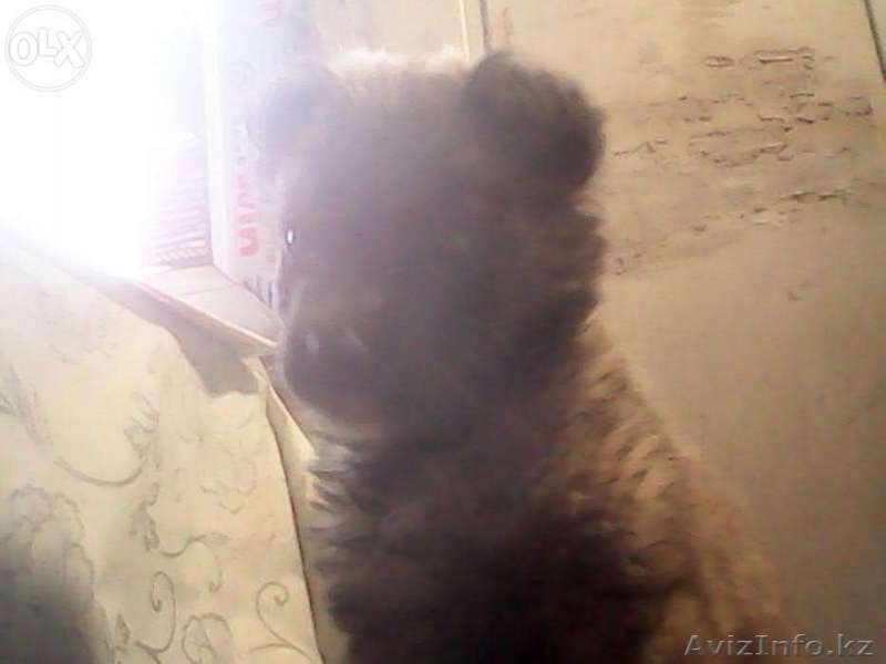 Щеночек ищет себе хозяев! - Изображение #5, Объявление #1164123