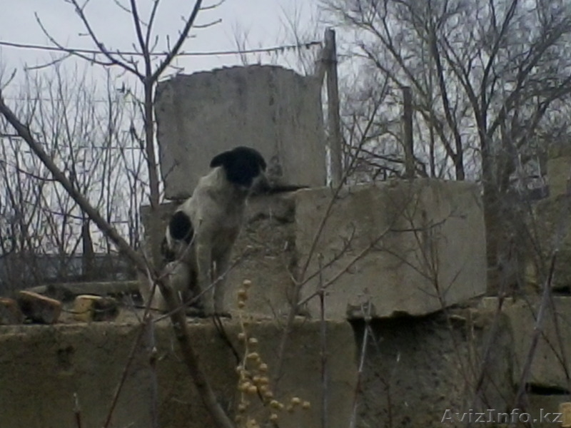 Дарю щенят и пару собак повзрослее. Симпотичные смеси известных пород. - Изображение #1, Объявление #1172506