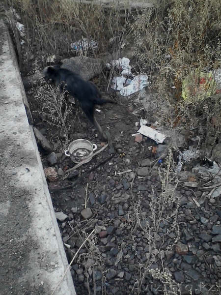 Дарю щенят и пару собак повзрослее. Симпотичные смеси известных пород. - Изображение #2, Объявление #1172506