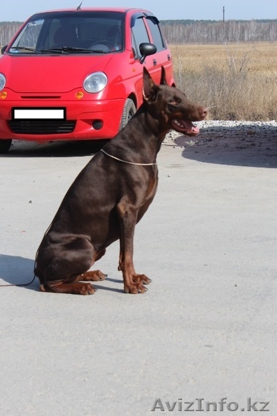 Щенки добермана от титулованных родителей - Изображение #2, Объявление #1176235