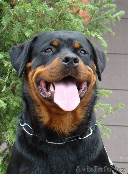 Элитные щенки ротвейлера от питомника Stepnye Kasatki - Изображение #4, Объявление #1201197