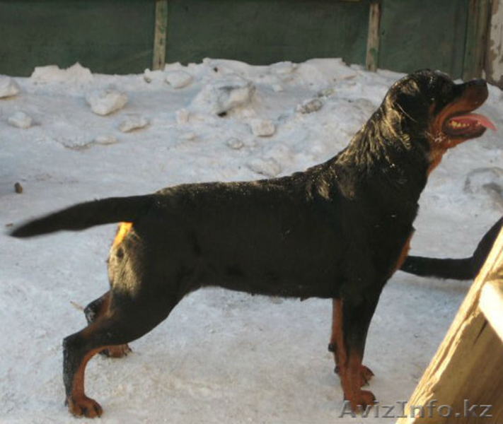 Элитные щенки ротвейлера от питомника Stepnye Kasatki - Изображение #5, Объявление #1201197