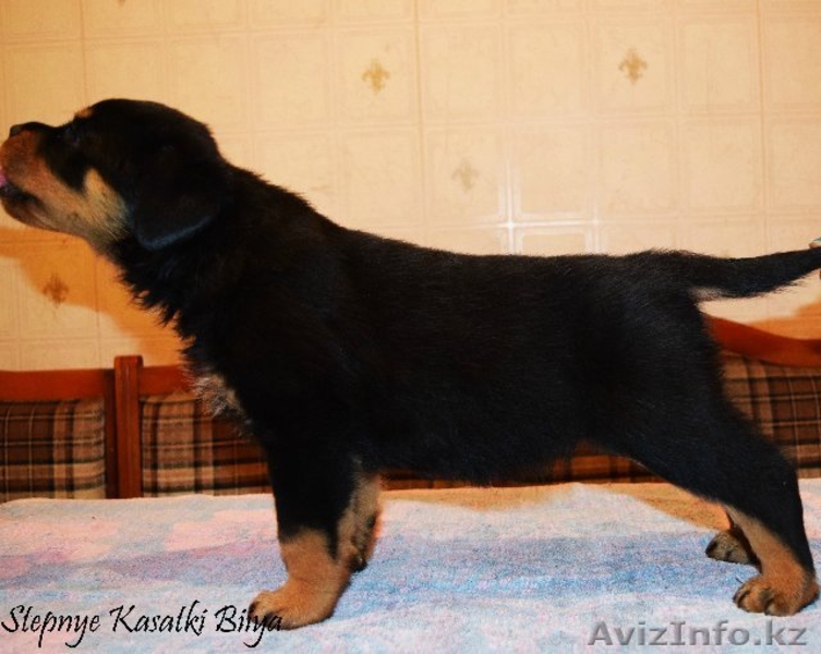 Элитные щенки ротвейлера от питомника Stepnye Kasatki - Изображение #6, Объявление #1201197