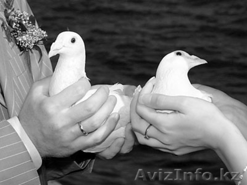 Голуби на Торжество,Выпускной,Свадьбу!!! - Изображение #5, Объявление #1220637