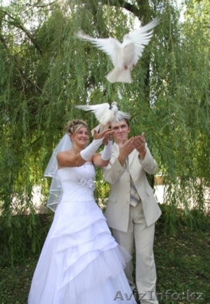 Голуби на Торжество,Выпускной,Свадьбу!!! - Изображение #4, Объявление #1220637