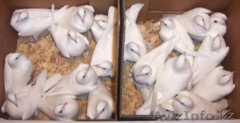 Голуби на Торжество,Выпускной,Свадьбу!!! - Изображение #2, Объявление #1220637