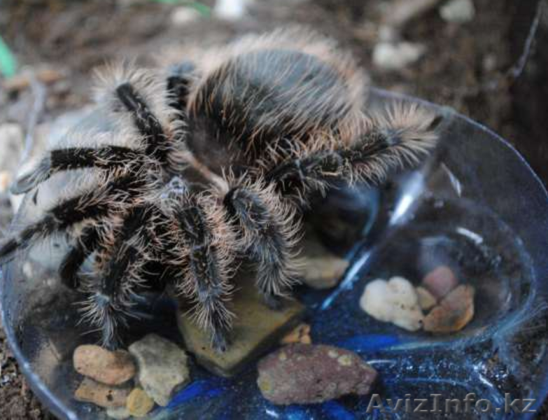 Продаю малышей L2-4 пауков птицеедов вида Brachypelma albopilosum  - Изображение #2, Объявление #1244935
