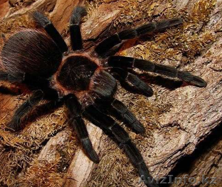 Продаю малышей L2-4 пауков птицеедов вида Brachypelma vagans - Изображение #3, Объявление #1244936