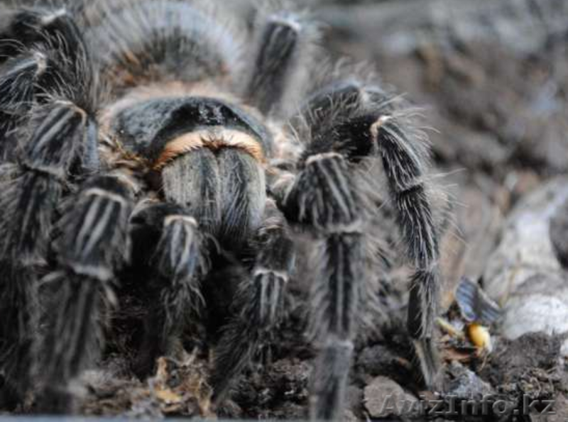 Пауки-птицееды вида Lasiodora parahybana подростки L 10-13  - Изображение #1, Объявление #1244928