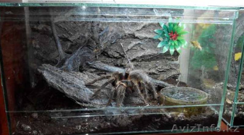 Пауки-птицееды вида Lasiodora parahybana подростки L 10-13  - Изображение #2, Объявление #1244928