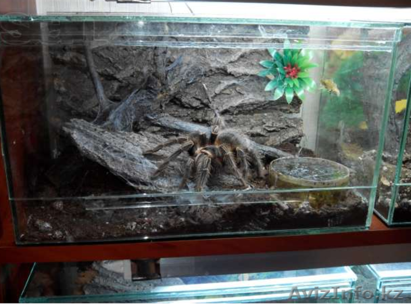 Продаю пауков птицеедов вида Lasiodora parahybana  - Изображение #2, Объявление #1244922