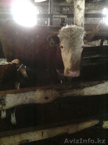Коровы , быки  с родословной - Изображение #1, Объявление #1243989