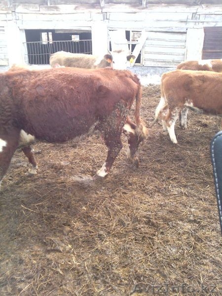 Коровы , быки  с родословной - Изображение #3, Объявление #1243989