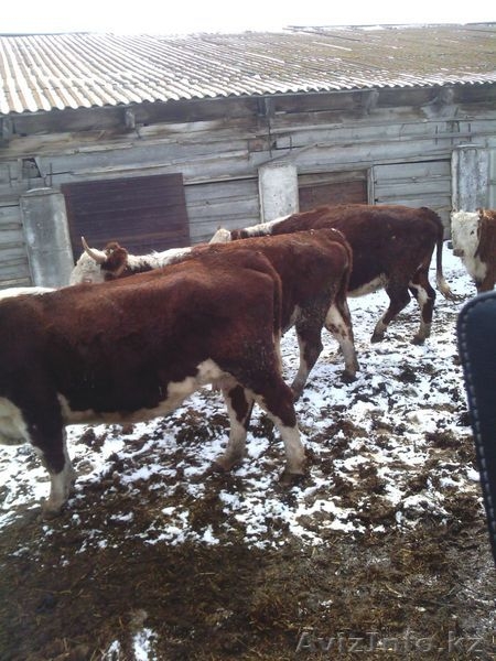 Коровы , быки  с родословной - Изображение #5, Объявление #1243989