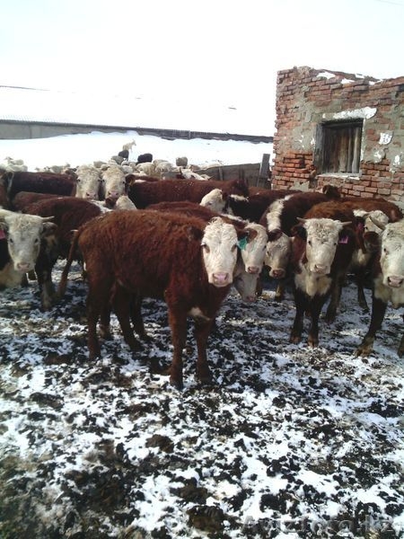 Коровы , быки  с родословной - Изображение #6, Объявление #1243989