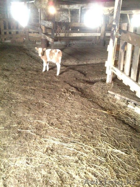 Коровы , быки  с родословной - Изображение #10, Объявление #1243989