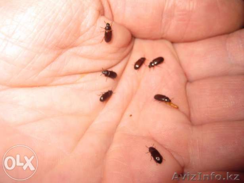 Продается Жук - Знахарь - Изображение #2, Объявление #1274039