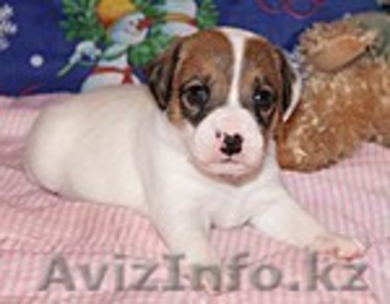 Щенки  Парсон(Джек) Рассел Терьера, - Изображение #1, Объявление #93575