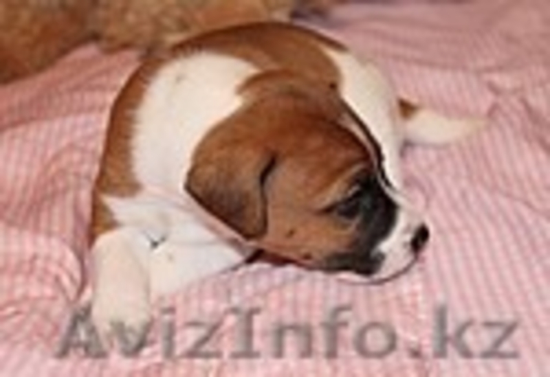 Щенки  Парсон(Джек) Рассел Терьера, - Изображение #2, Объявление #93575