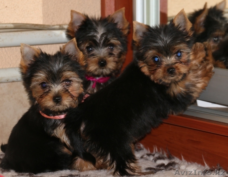 очаровательный йоркширского терьера - Изображение #1, Объявление #1300863