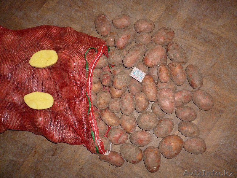 Доставка картофеля - Изображение #4, Объявление #1359910
