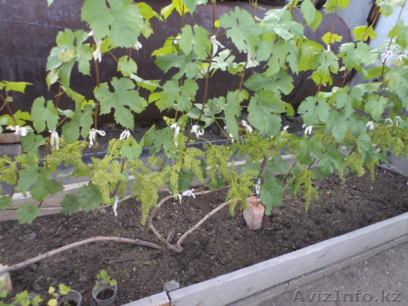 Саженцы винограда сортов Алёшенькин и Зилга - Изображение #2, Объявление #1401288