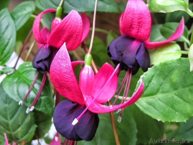 Фуксии, бальзамины, фиалки - Изображение #2, Объявление #1454864