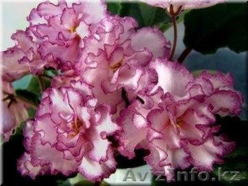 Фуксии, бальзамины, фиалки - Изображение #3, Объявление #1454864