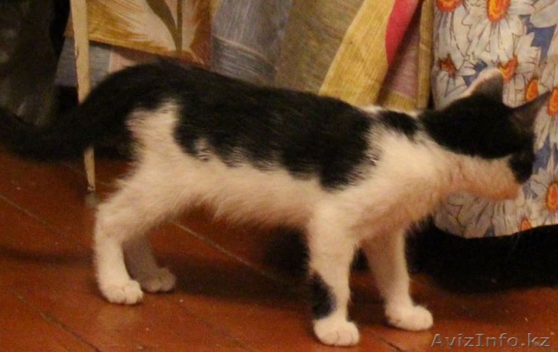 Ищем дом для маленьких озорных котят  - Изображение #7, Объявление #1445485