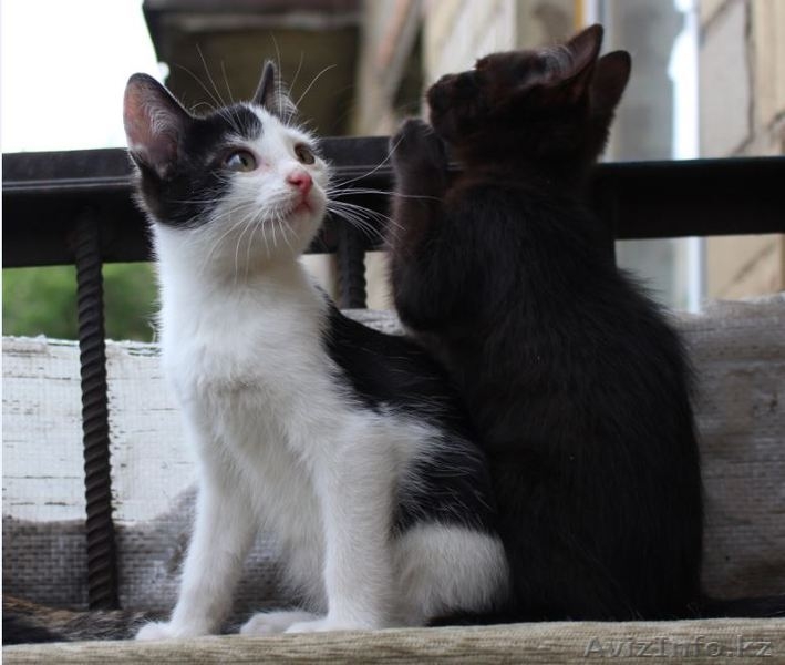 Ищем дом для маленьких озорных котят  - Изображение #6, Объявление #1445485