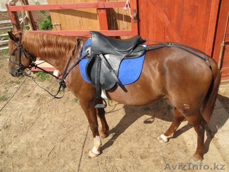 седло кожаное не дорого. принемаем заказы на любое количество! - Изображение #1, Объявление #1460829