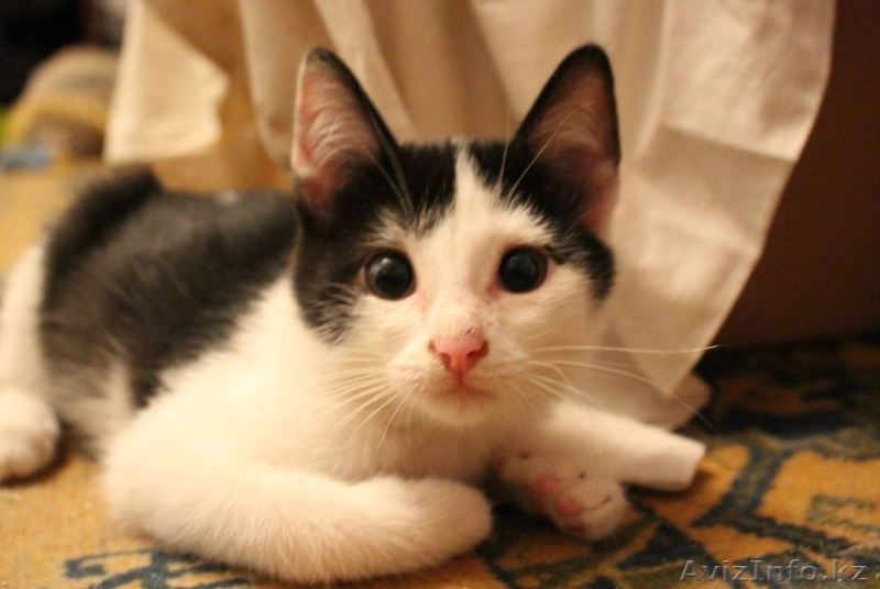 Ищем дом для маленьких озорных котят  - Изображение #1, Объявление #1445485