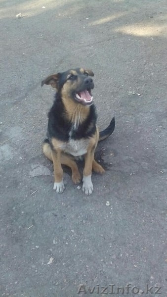 Пропал пес на жби - Изображение #1, Объявление #1472099