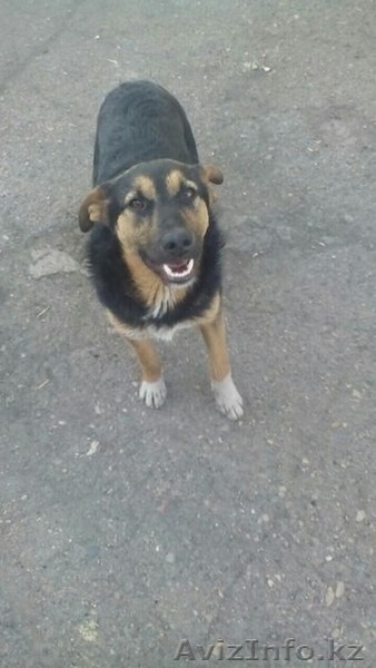 Пропал пес на жби - Изображение #2, Объявление #1472099