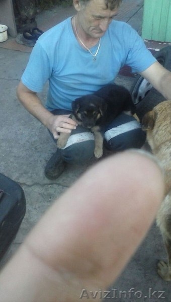 Продаю щенка овчарки - Изображение #3, Объявление #1478298