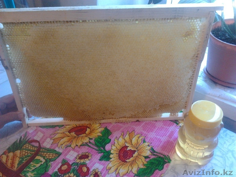 Натуральный мёд ВКО - Изображение #2, Объявление #1485517