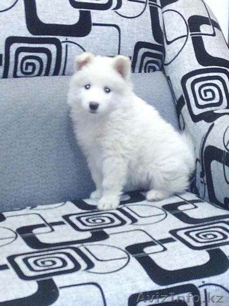 щенок самоедской собаки - Изображение #1, Объявление #1492997