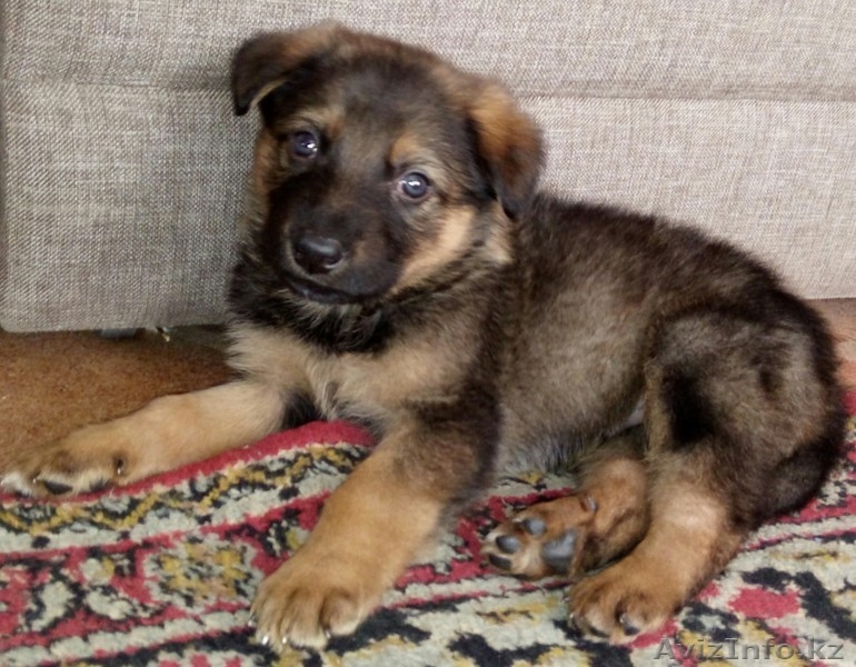 Продам алиментного щенка ВЕО. Возможна скидка - Изображение #3, Объявление #1502797