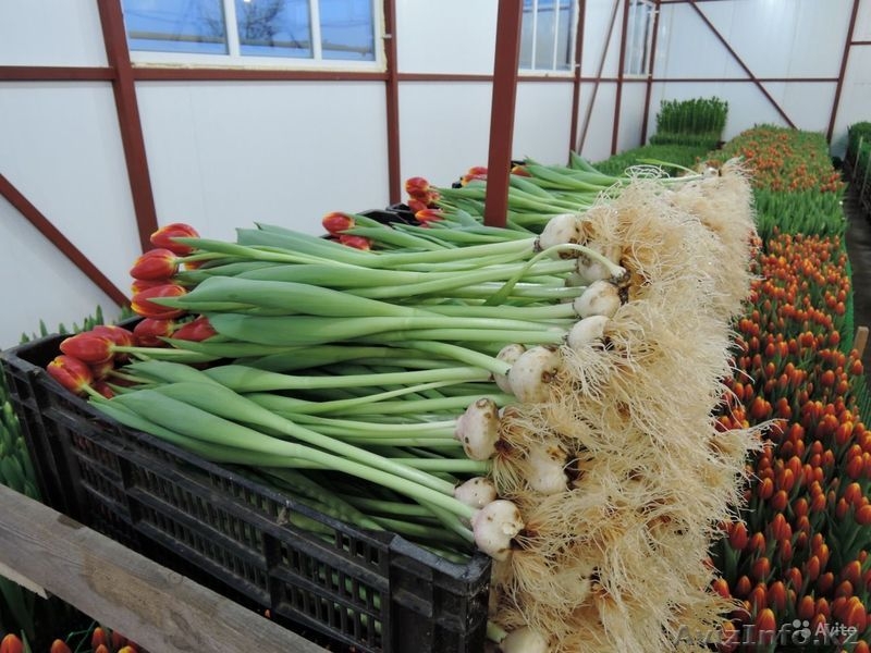 Тюльпаны оптом Казахстан - Изображение #7, Объявление #1530758