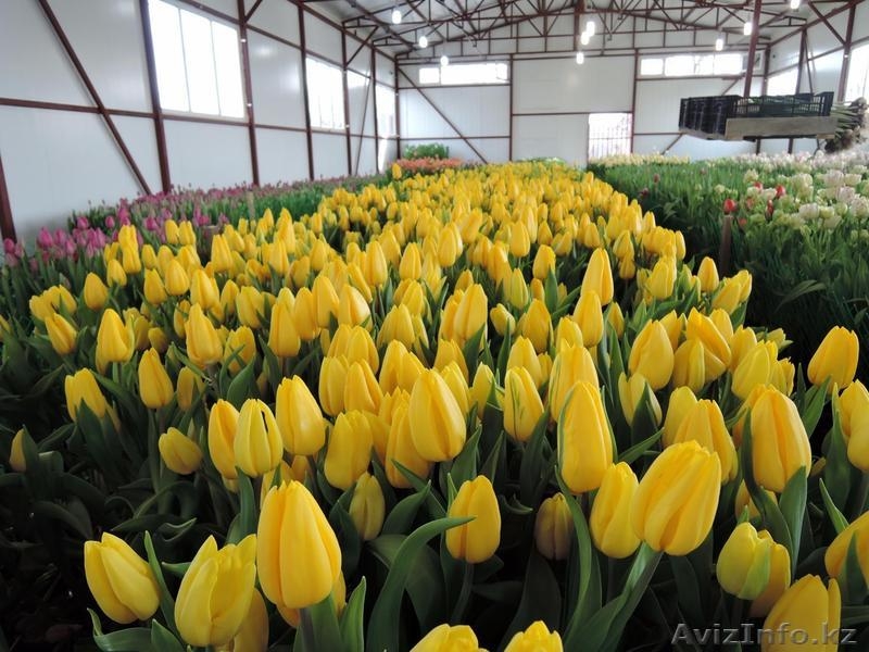Тюльпаны оптом Казахстан - Изображение #6, Объявление #1530758