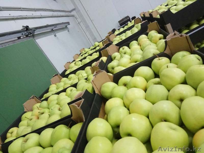 Продаю польские яблоки - Изображение #1, Объявление #1529881