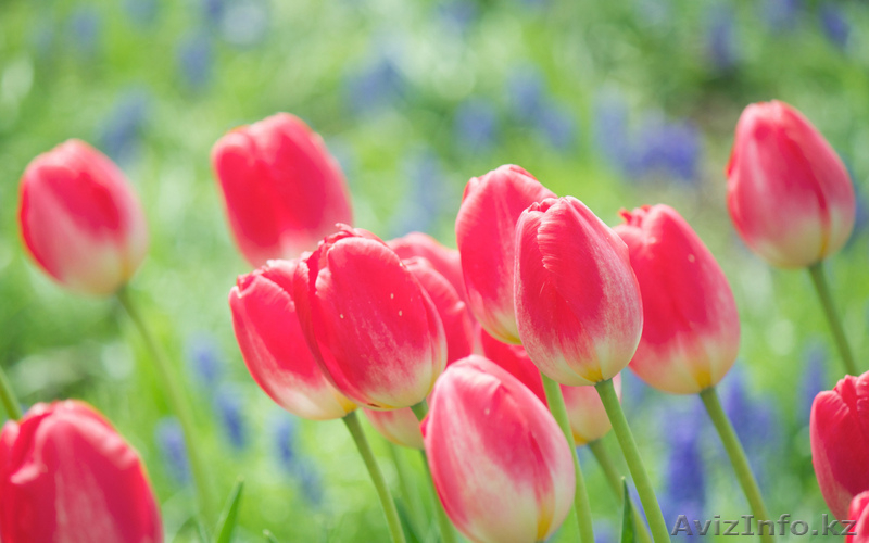 Тюльпаны оптом Казахстан - Изображение #10, Объявление #1530758