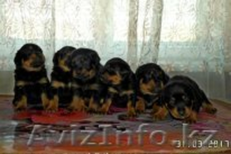 Продам Щенки Ротвейлера - Изображение #1, Объявление #1548899