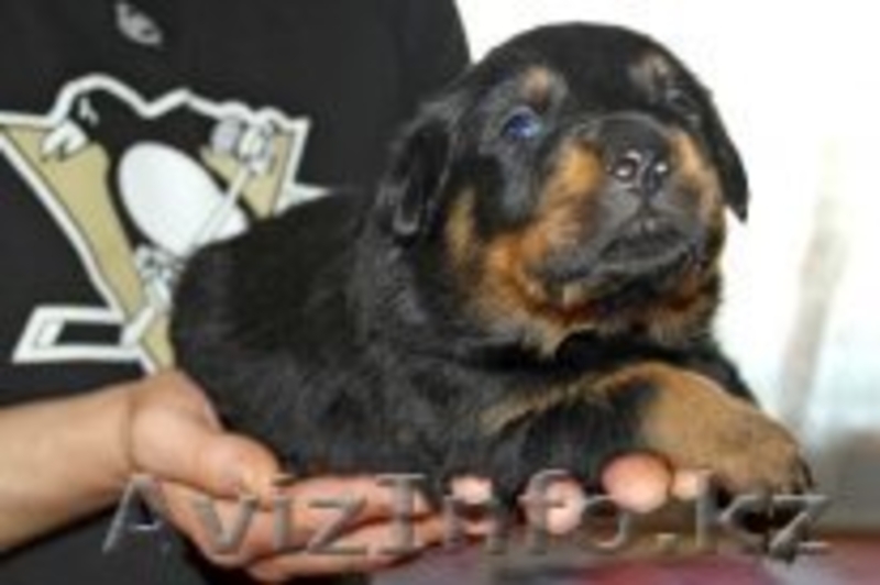 Продам Щенки Ротвейлера - Изображение #2, Объявление #1548899