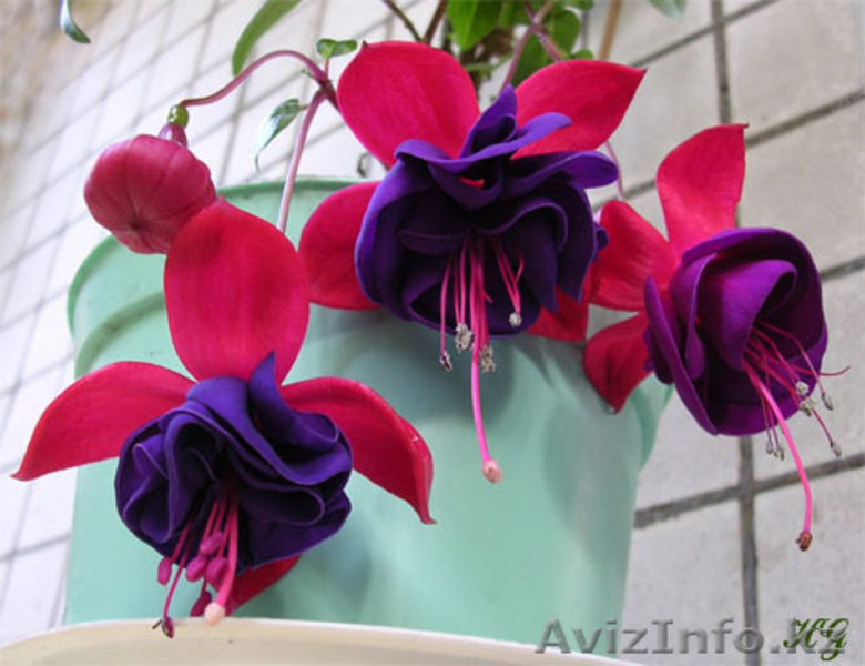 Фуксии сортовые - Изображение #3, Объявление #1561427