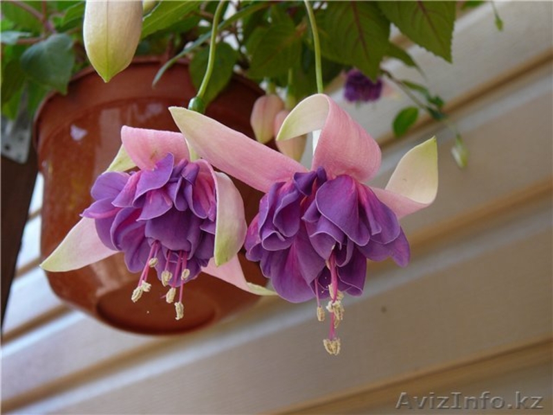 Фуксии сортовые - Изображение #2, Объявление #1561427