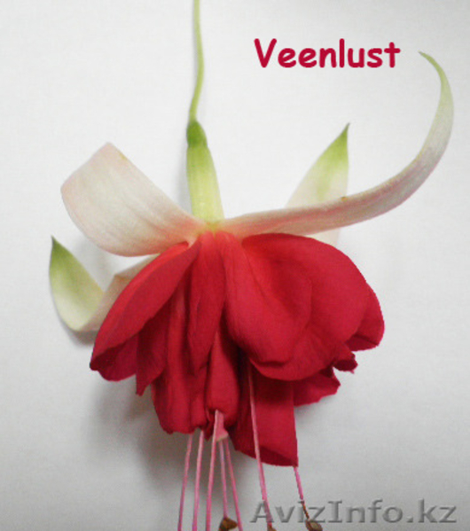 Фуксии сортовые - Изображение #1, Объявление #1561427