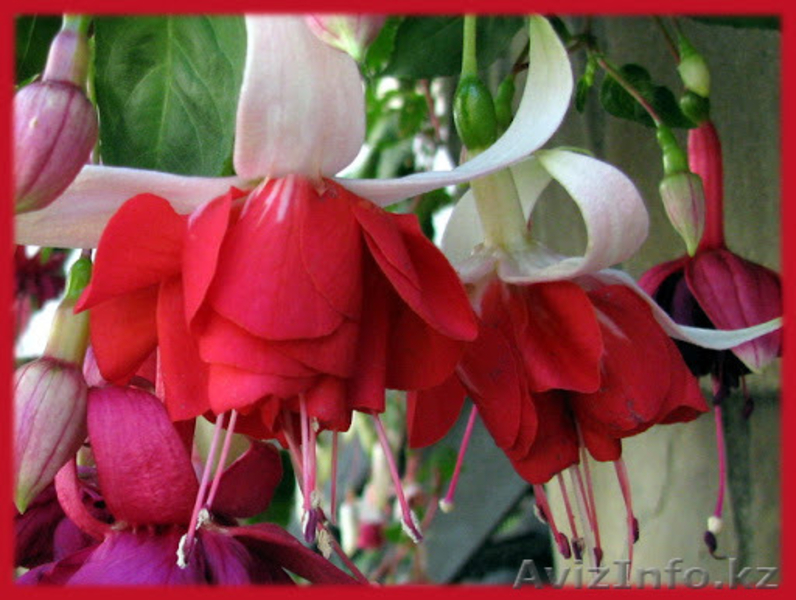 Фуксии сортовые - Изображение #5, Объявление #1561427