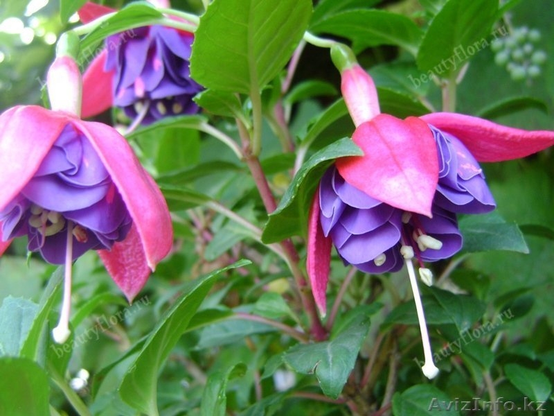 Фуксии сортовые - Изображение #4, Объявление #1561427